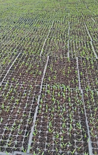 萌幫古雨生根型肥料助力辣椒苗健康生長1.png