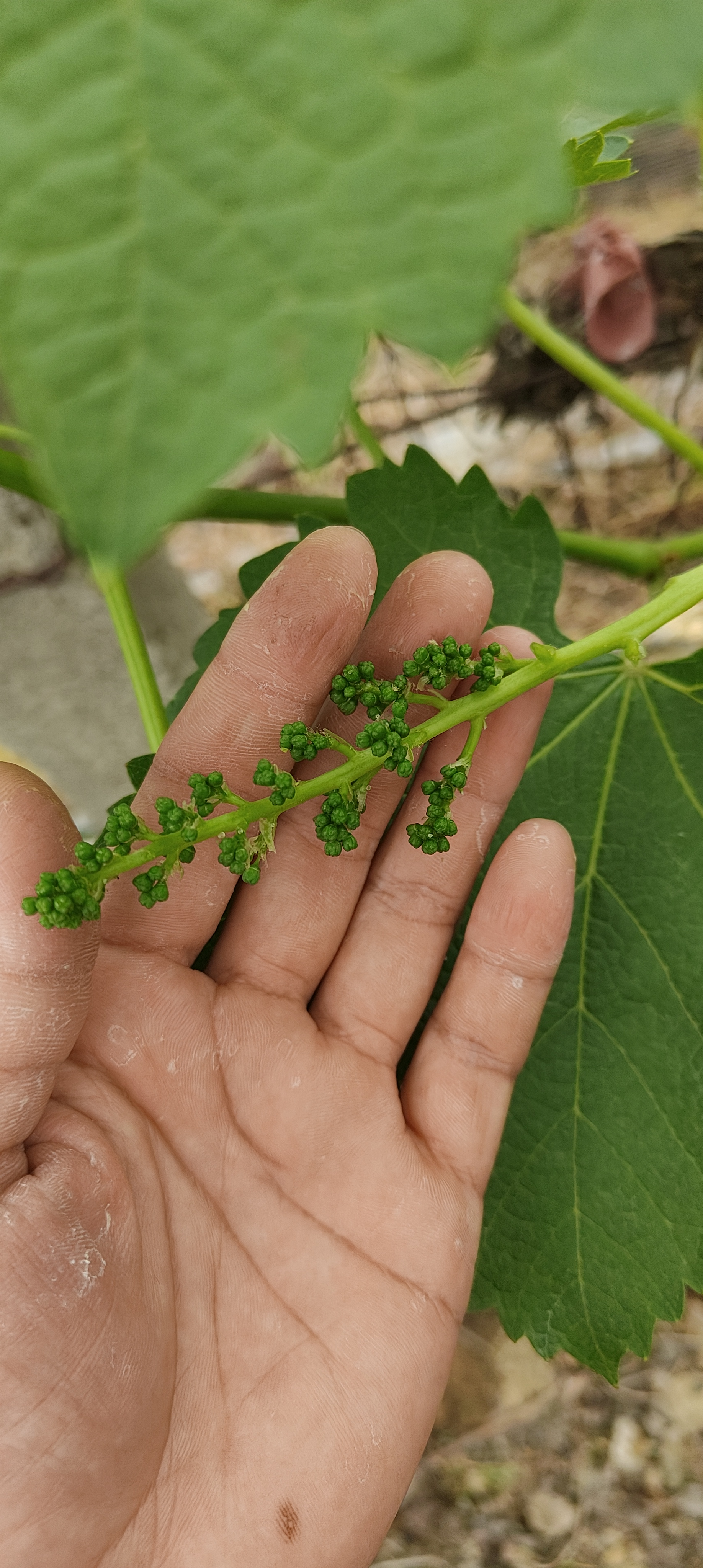 萌幫阿耶早方案陽(yáng)光玫瑰花前管理2.png