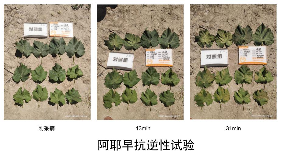 萌幫普利納、阿耶早助力陽光玫瑰應(yīng)對高溫8.png