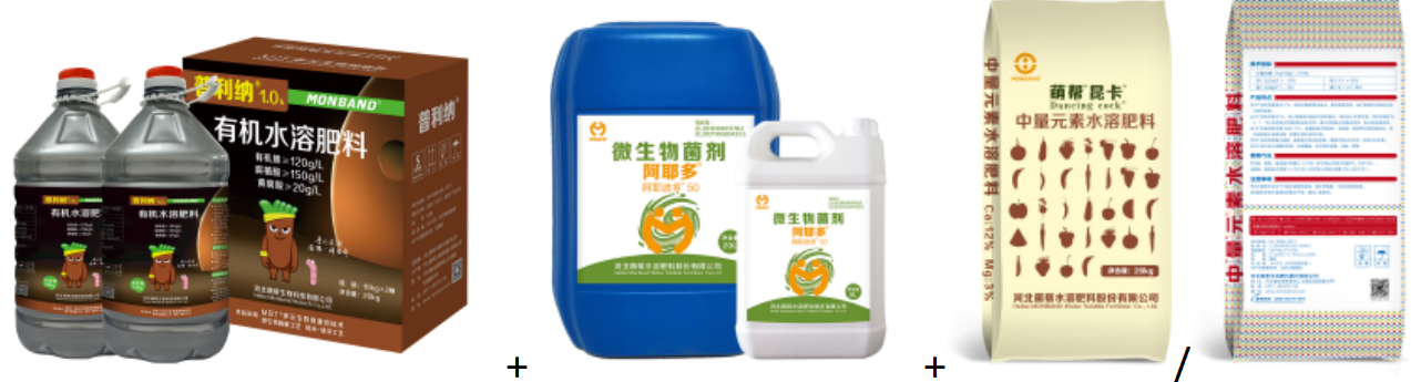 普利納＋阿耶多+昆卡+咖美.png