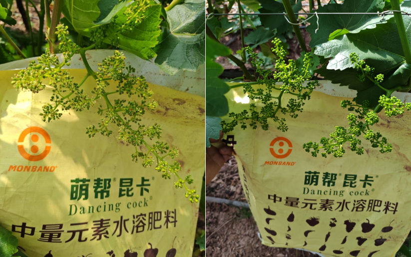萌幫昆卡助力克倫生拉花1.png