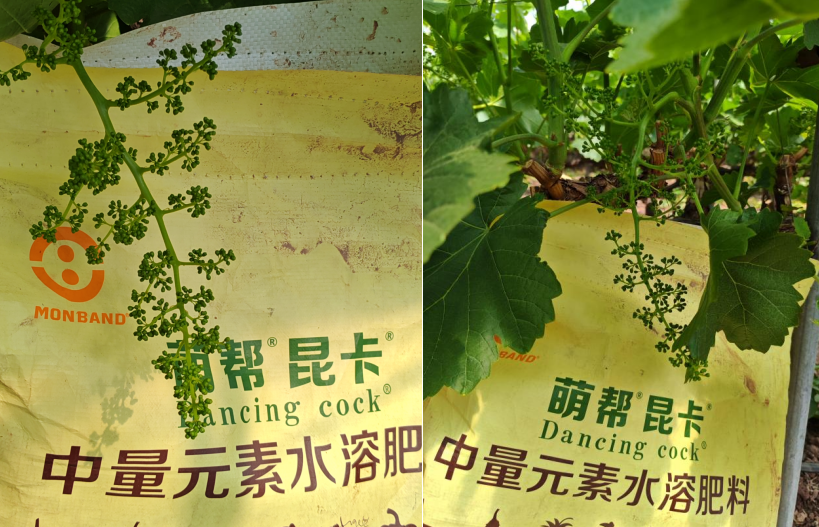 萌幫昆卡助力克倫生拉花2.png