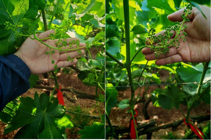 陽光玫瑰花小花弱用萌幫菲飛3.png