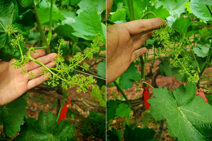 陽光玫瑰花小花弱用萌幫菲飛4.png