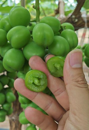陽(yáng)光玫瑰硬核期前用肥萌幫肥料方案5.png