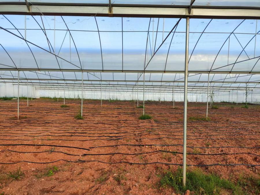 番茄底肥施用萌幫普利可1.png 番茄底肥施用萌幫普利可1.png