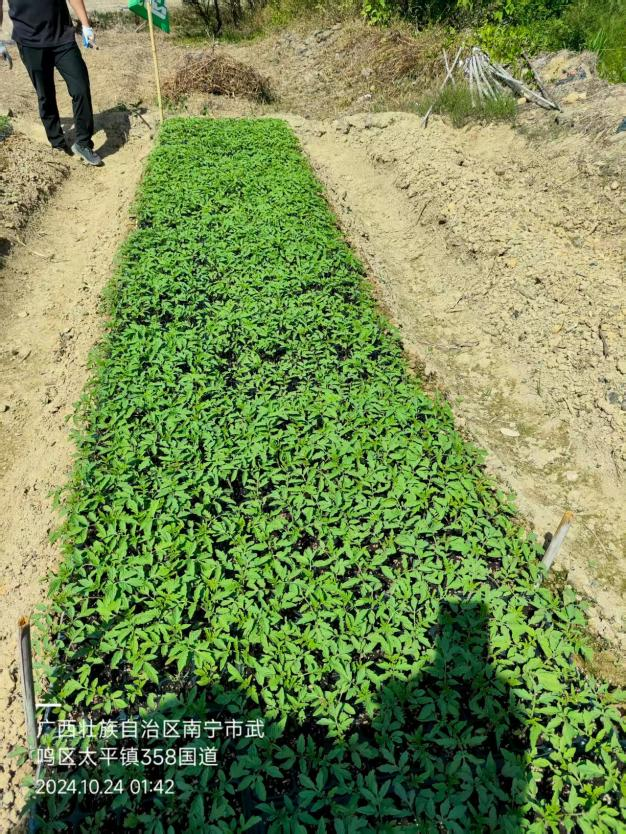 番茄底肥施用萌幫普利可3.png 番茄底肥施用萌幫普利可3.png